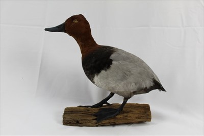 Lot 851 - A Male Pochard