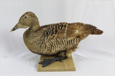 Lot 850 - Common Eider Duck