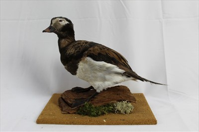 Lot 849 - Male long tailed Duck