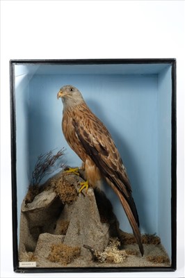 Lot 840 - Edwardian Red Kite in glazed display case