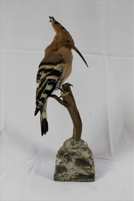 Lot 848 - Hoopoe perched on a branch