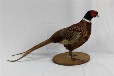 Lot 856 - Cock Pheasant