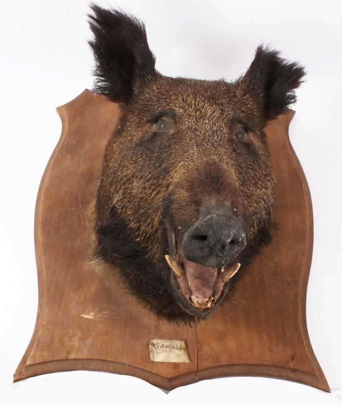 Lot 837 - Boars head with open mouth on shield shaped oak wall mount