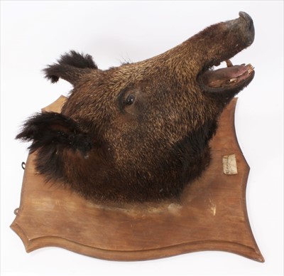 Lot 837 - Boars head with open mouth on shield shaped oak wall mount