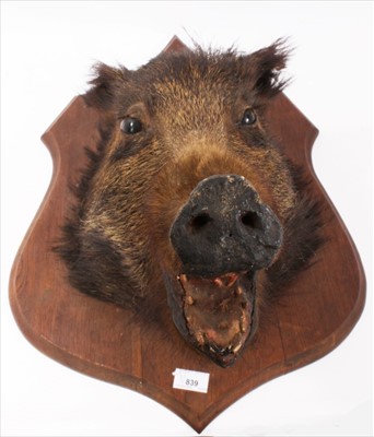 Lot 839 - Boars head with open mouth on shield shaped wooden wall mount