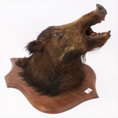 Lot 839 - Boars head with open mouth on shield shaped wooden wall mount