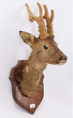 Lot 838 - Deer head on shield shaped wooden wall mount