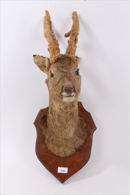 Lot 838 - Deer head on shield shaped wooden wall mount