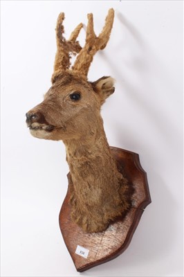 Lot 838 - Deer head on shield shaped wooden wall mount