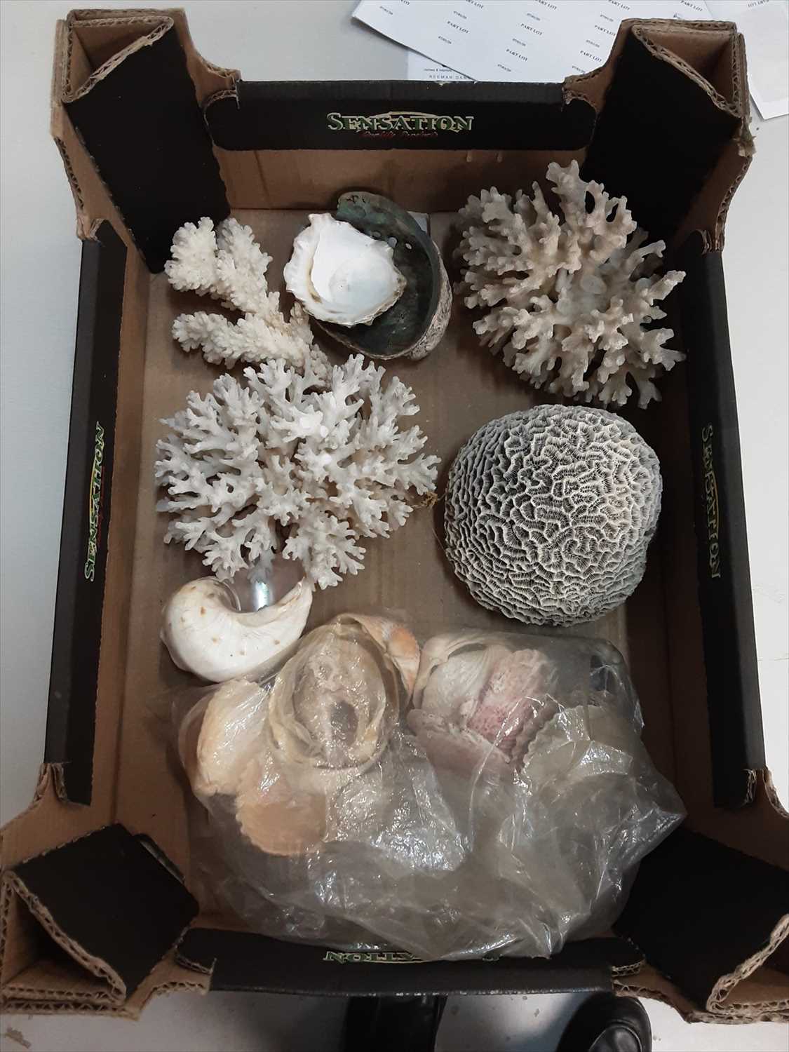 Lot 509 - Box of shells and coral specimens