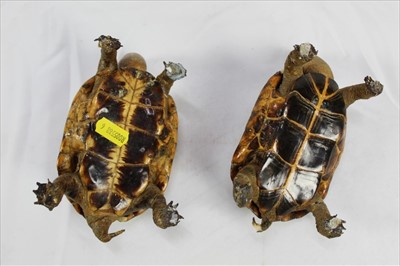 Lot 833 - Pair of novelty Tortoise ashtrays