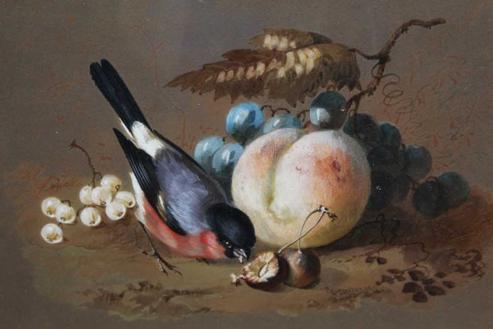 Lot 969 - William Dexter Australian 1818-1860 Bullfinch gouache