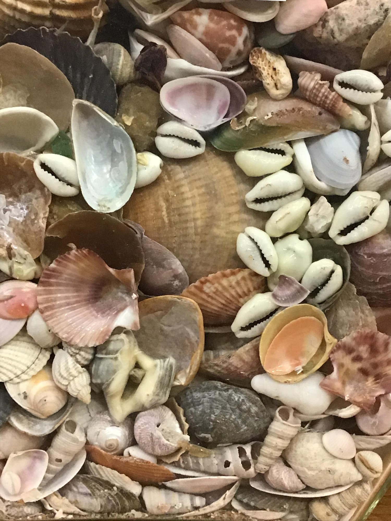 Lot 23 Collection of assorted shells