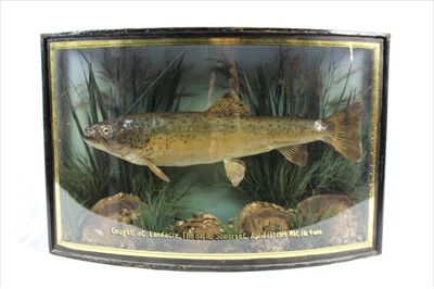 Lot 864 - Trout in bow front case