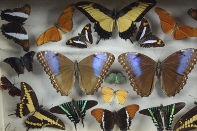 Lot 835 - Five box frames housing various butterflies