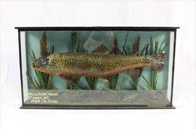 Lot 863 - Salmon in glazed case