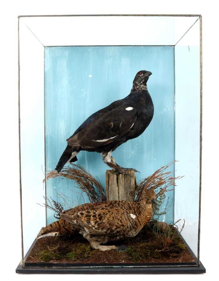 Lot 847 - Male and Female Black Grouse