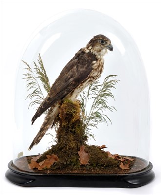 Lot 846 - Late Victorian Merlin