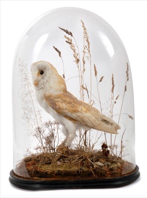 Lot 842 - Victorian Barn Owl