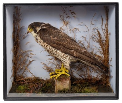 Lot 841 - Late Victorian Peregrine Falcon