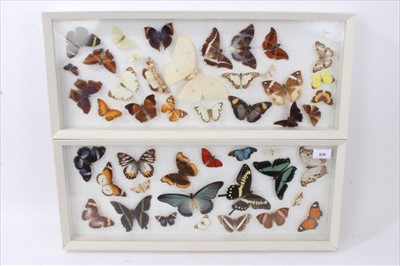 Lot 836 - Five white painted box frames housing various butterflies and moths