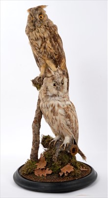 Lot 854 - Pair Long-Eared Owls both perched on branches under glass dome