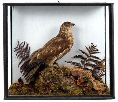 Lot 855 - Honey Buzzard within naturalistic setting in glazed case