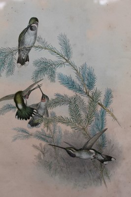Lot 209 - J. Gould and H. Richter two hand coloured lithographs from the 'Monograph Of The Trochiliade, Or Family of Hummingbirds' and 'Eutoxeres Condamini', published by Hullmandel & Walton, in glazed frame...