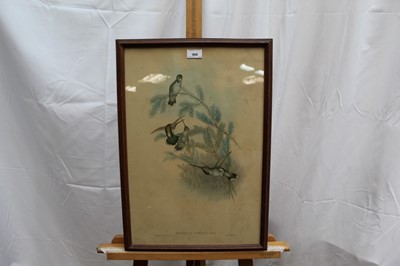 Lot 23 - J. Gould and H. Richter two hand coloured lithographs from the 'Monograph Of The Trochiliade, Or Family of Hummingbirds' and 'Eutoxeres Condamini', published by Hullmandel & Walton, in glazed frame...