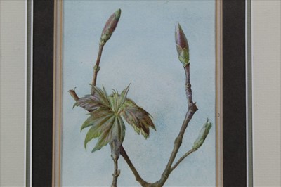 Lot 1215 - English School, 20th century, watercolour - still life sycamore buds, instilled E.H., in glazed frame