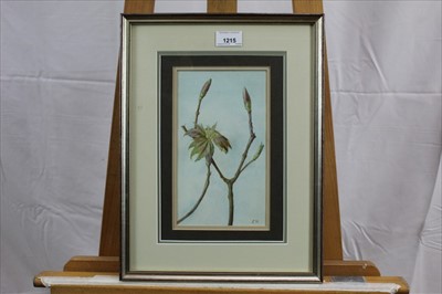 Lot 1215 - English School, 20th century, watercolour - still life sycamore buds, instilled E.H., in glazed frame