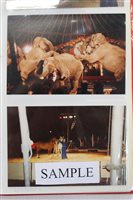 Lot 2495 - Box of fairground and circus photographs (10...