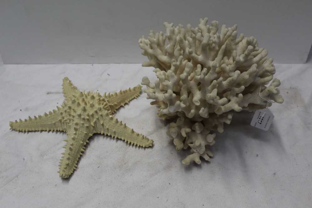 Lot 50 - Stag Horn coral together with a starfish (2)