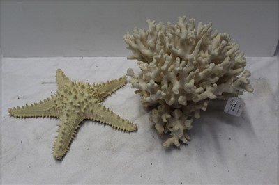 Lot 50 - Stag Horn coral together with a starfish (2)