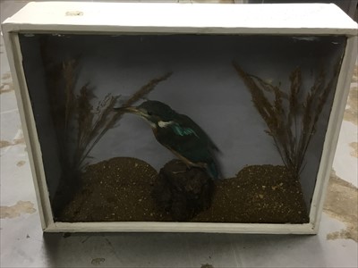 Lot 268 - Taxidermy kingfisher