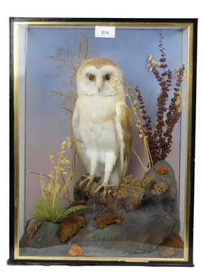 Lot 874 - Barn Owl within naturalistic setting in glazed frame, 48cm x 36.5cm