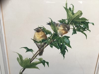 Lot 34 - M W Coe (20th century) watercolour - birds on a branch