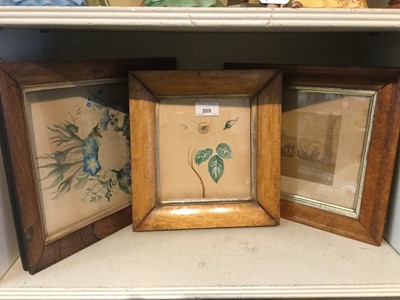 Lot 269 - Early 19th century botanical watercolour, rosewood glazed frame