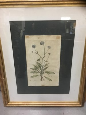 Lot 111 - 18th century floral engraving