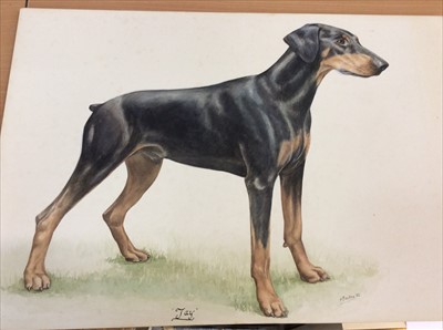 Lot 448 - Unframed Dobermann dog gouache, signed H Bocking ‘82