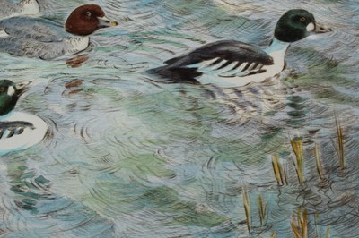 Lot 1149 - Peter Partington , contemporary, Signed limited edition etching - Goldeneye Ducks, 38/100, in glazed frame, 21cm x 30cm