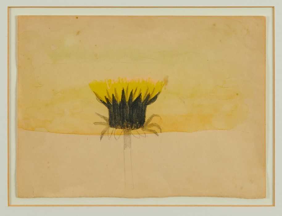 Lot 891 - *Mary Newcomb (1922-2006) watercolour and pencil Dandelion