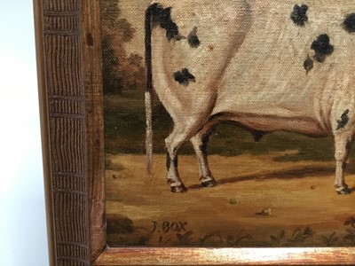 Lot 122 - J. Box, oil on canvas laid on board - a prize horned bull, in gilt frame, 20cm x 25cm