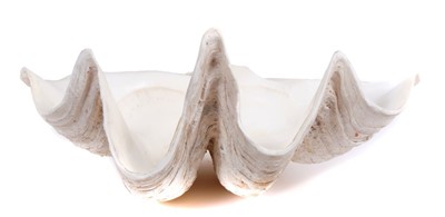 Lot 744 - Giant clam shell