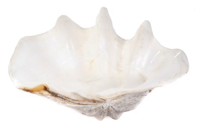 Lot 744 - Giant clam shell