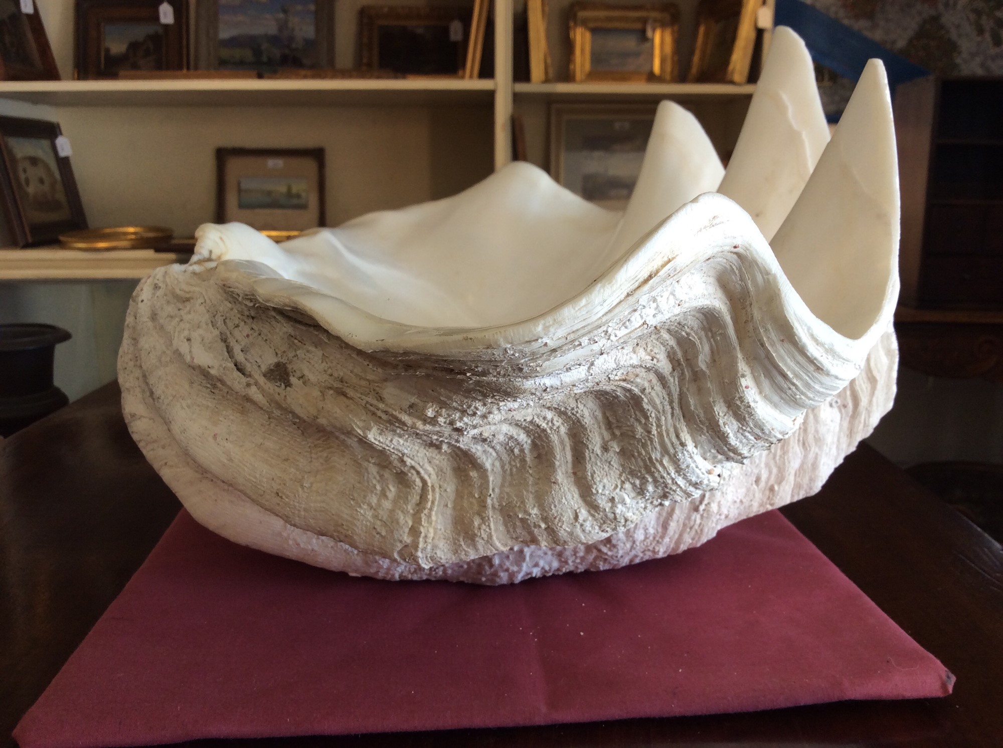 Clam Shell Window Lot 744 - Giant clam shell