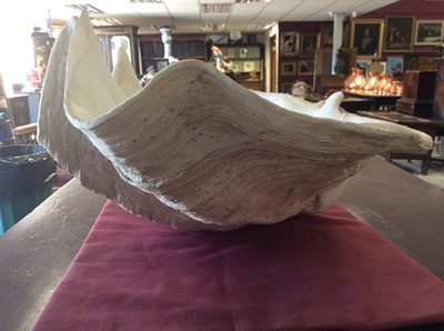 Lot 744 - Giant clam shell