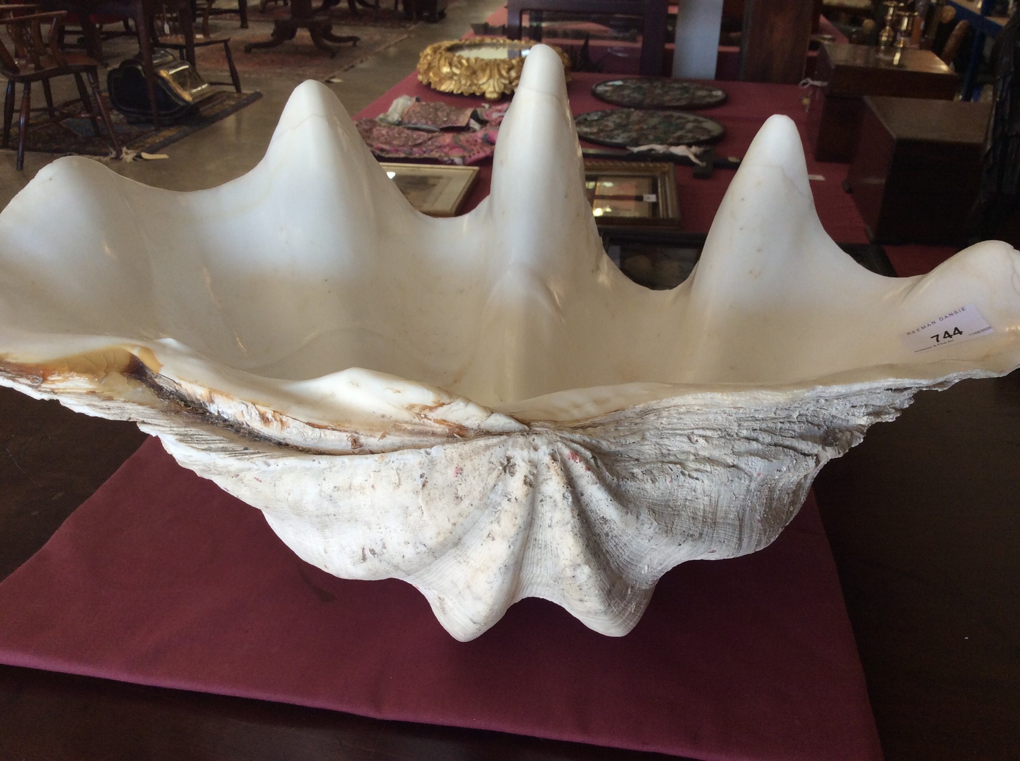 Clam Shell Window Lot 744 - Giant clam shell