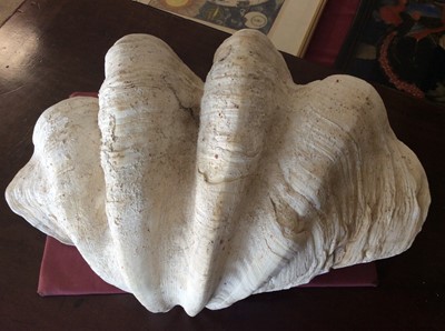 Lot 744 - Giant clam shell