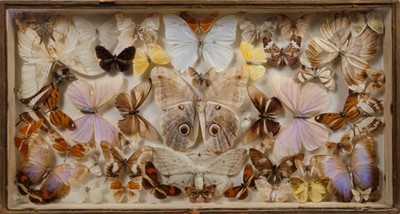 Lot 878 - Group Victorian butterflies in glazed box frame, bearing label verso